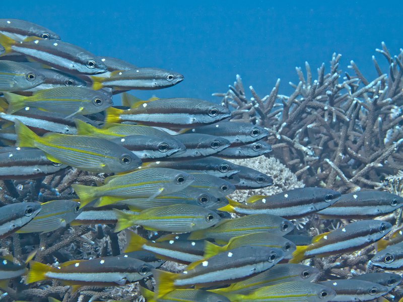 Fusilier, Manta Point